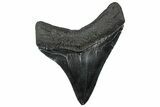 Posterior Fossil Megalodon Tooth - South Carolina #299421-1